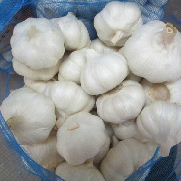 হাইব্রিড রসুন