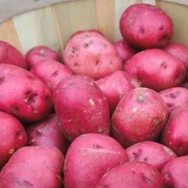 লাল আলু